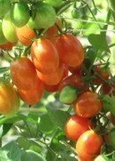 Grape Tomatoes from High Acres Fruit Farm, Hartford Michigan